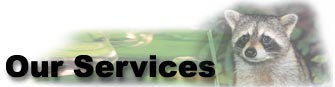 Our Services